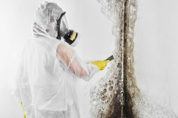 Best Attic Mold Removal  in Hawthorn Woods, IL