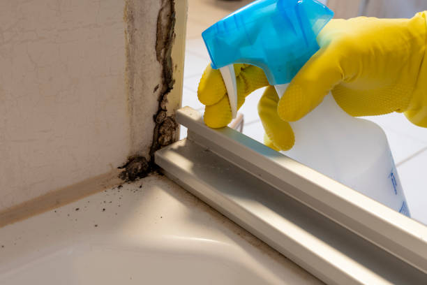 Best Crawl Space Mold Removal  in Hawthorn Woods, IL