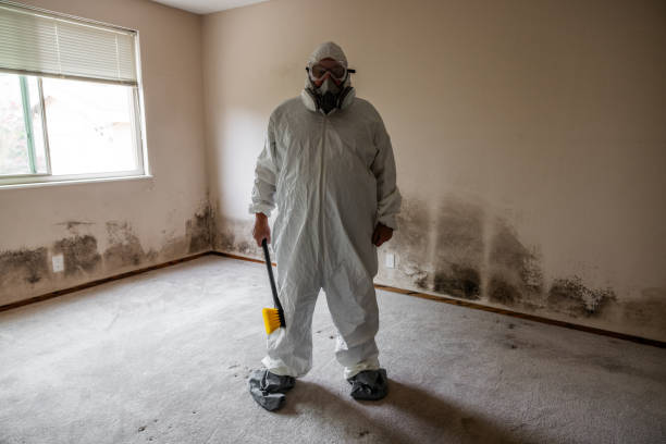 Best Certified Mold Removal  in Hawthorn Woods, IL