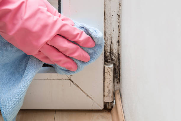 Best Residential Mold Removal  in Hawthorn Woods, IL