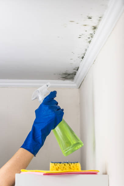 Best Mold Removal and Inspection  in Hawthorn Woods, IL
